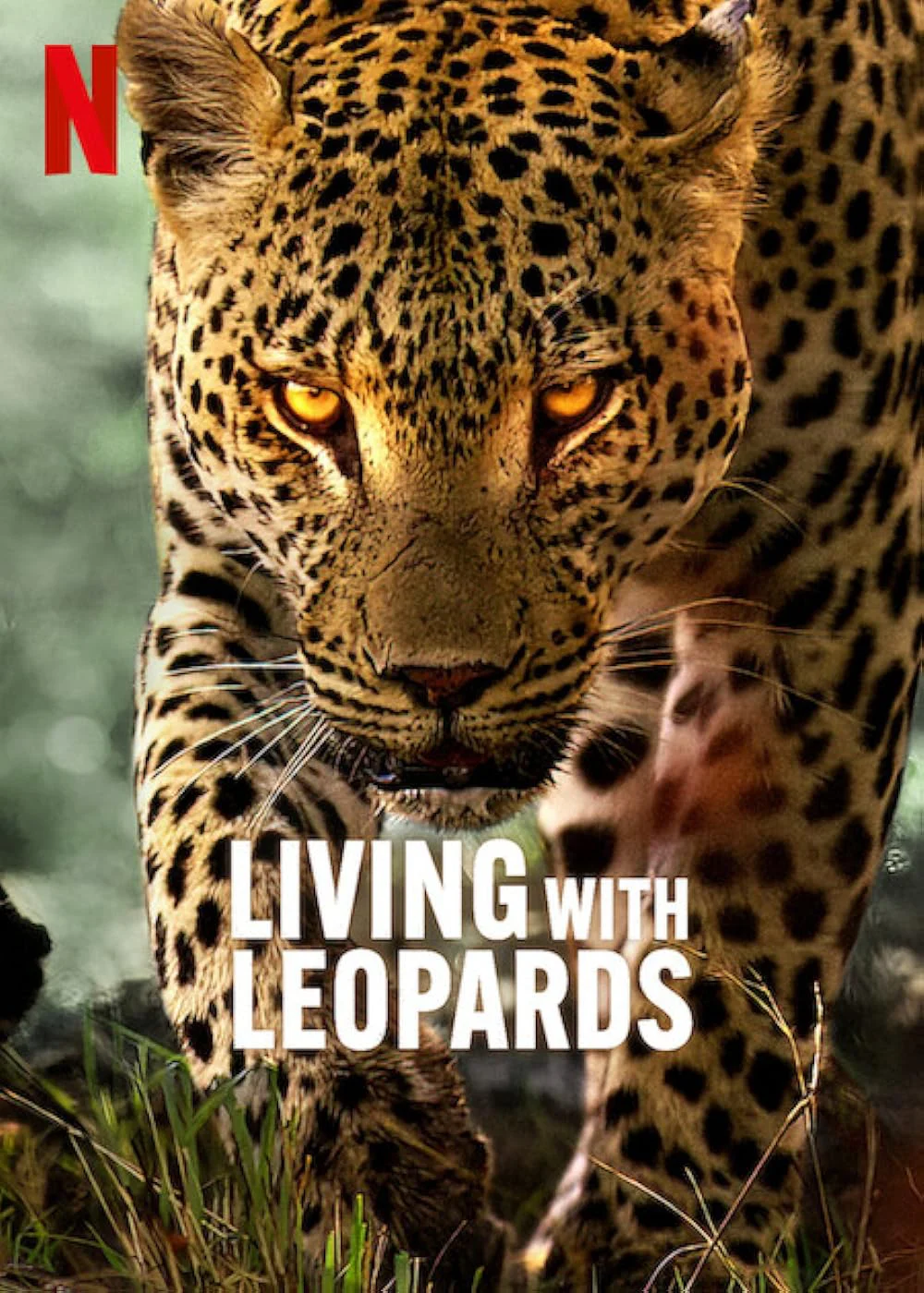Living with Leopards - Living with Leopards (2024) Living with Leopards - Living with Leopards (2024)