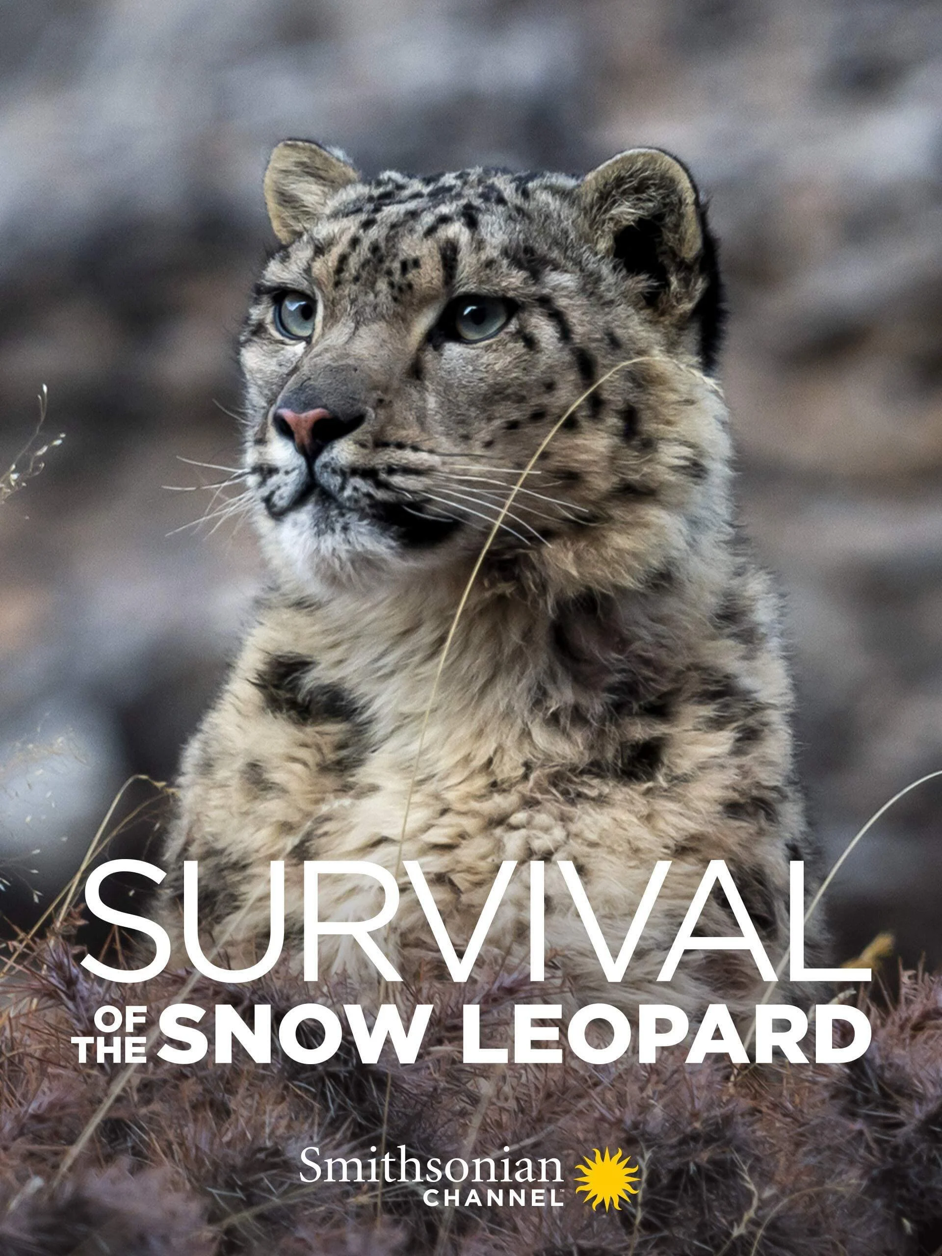 Survival Of The Snow Leopard - Survival Of The Snow Leopard (2020) Survival Of The Snow Leopard - Survival Of The Snow Leopard (2020)