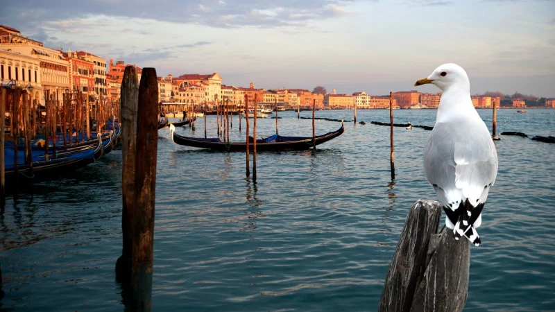 Thiên Nhiên Hoang Dã Venice - Wild Venice
