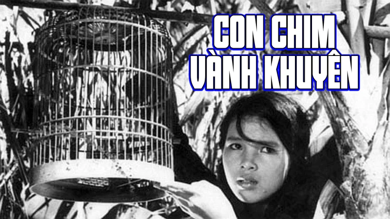 Con Chim Vành Khuyên - The Passerine Bird
